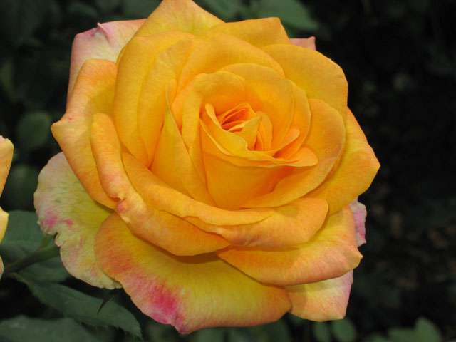 Taboola Ad Example 48784 - Самые Красивые Розы На Свете